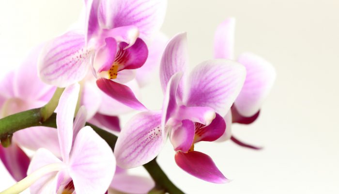 orchid-4832940_1920